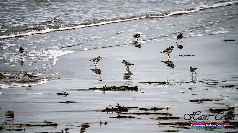 Shorebirds of Hurricane Erin 114
