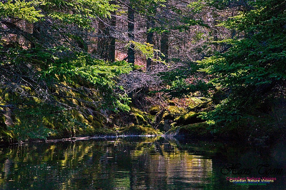 Pond Reflections
