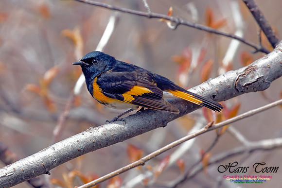American Redstart 4
