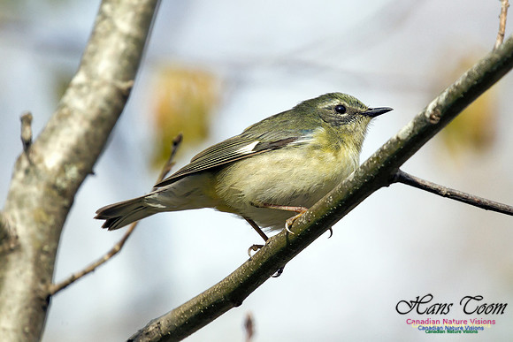 Black-throated Blue Warbler 1