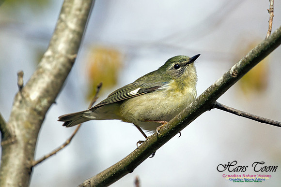 Black-throated Blue Warbler 2