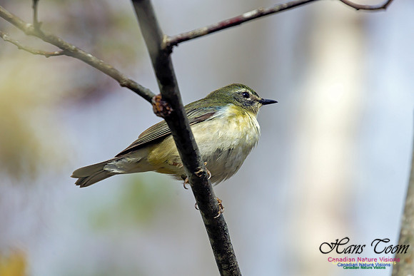 Black-throated Blue Warbler 3