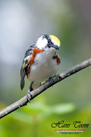 Chestnut-sided Warbler 1