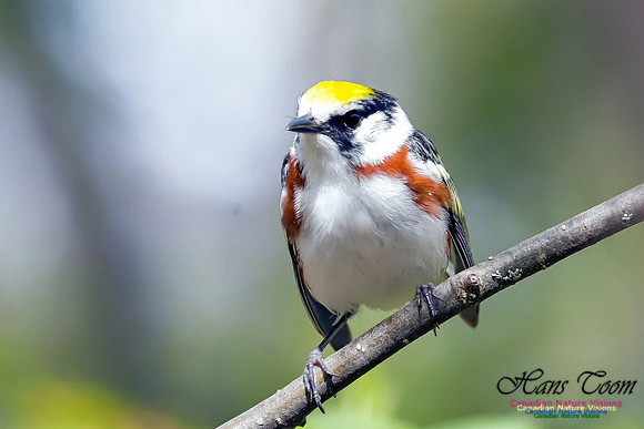 Chestnut-sided Warbler 2