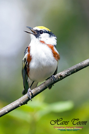 Chestnut-sided Warbler 4