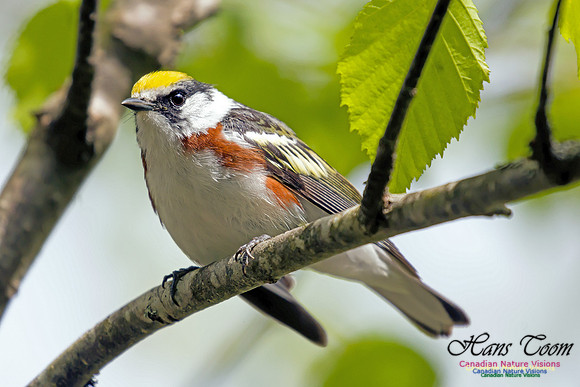 Chestnut-sided Warbler 6