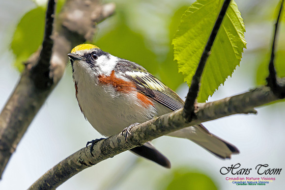 Chestnut-sided Warbler 7