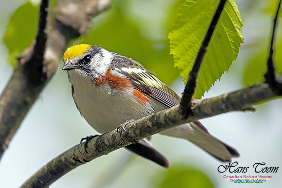 Chestnut-sided Warbler 8