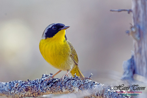 Common Yellowthroat 1