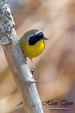 Common Yellowthroat 2