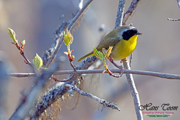 Common Yellowthroat 3