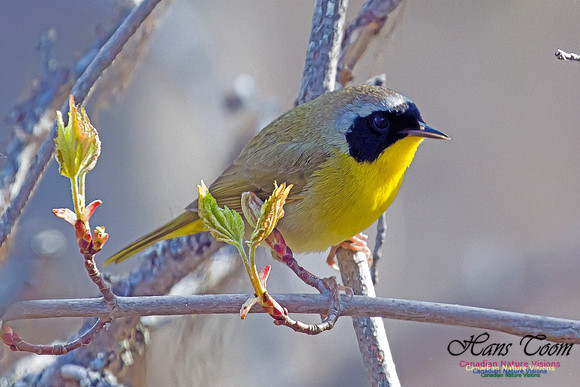 Common Yellowthroat 4