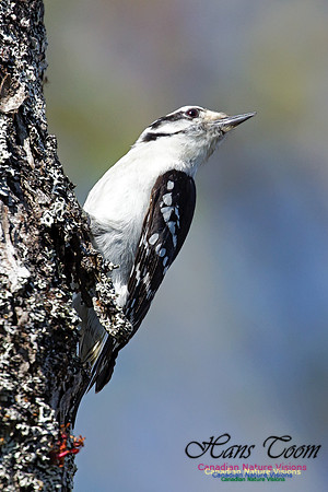 Downy Woodpecker 1