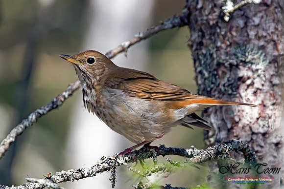 Hermit Thrush 1