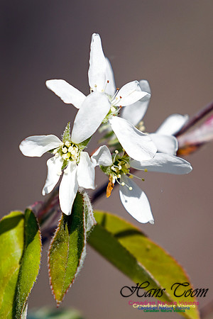 Indian Pear 1