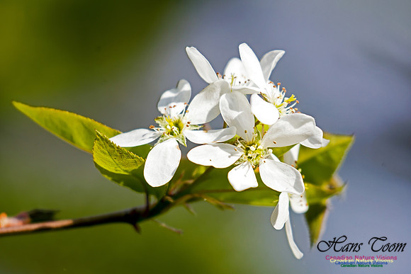 Indian Pear 2