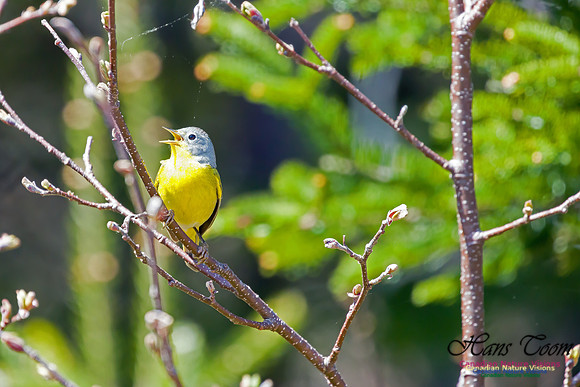 Nashville Warbler 1