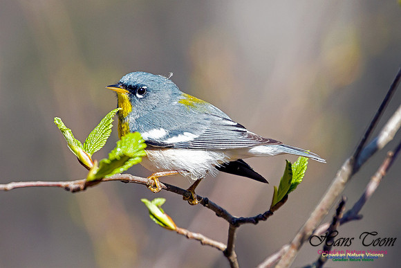 Northern Parula 1