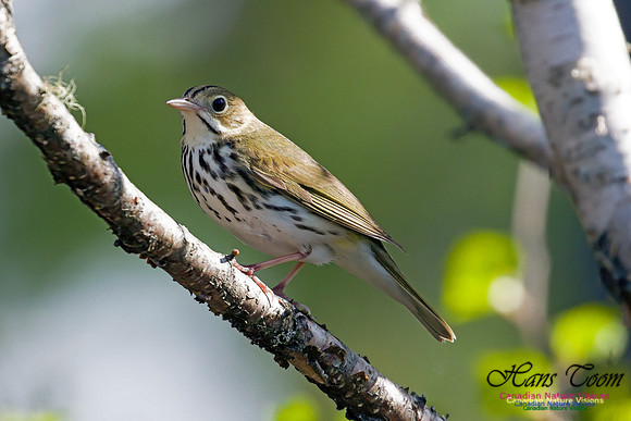 Ovenbird 1