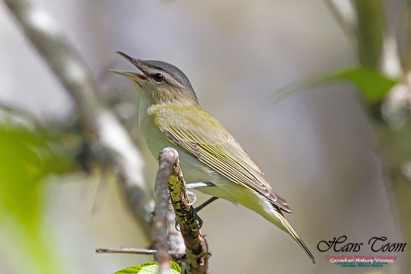 Red-eyed Vireo 1