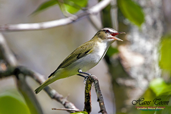Red-eyed Vireo 2