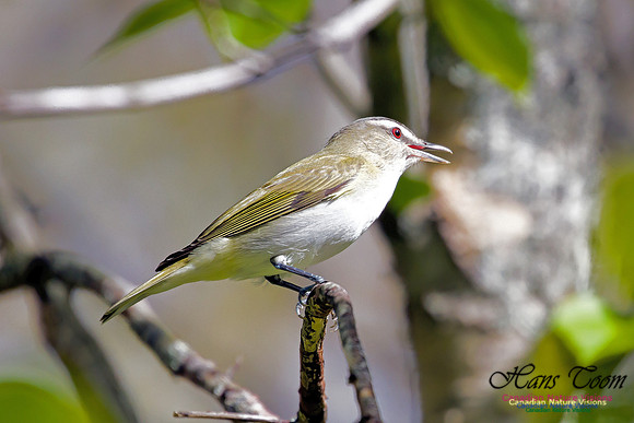 Red-eyed Vireo 3