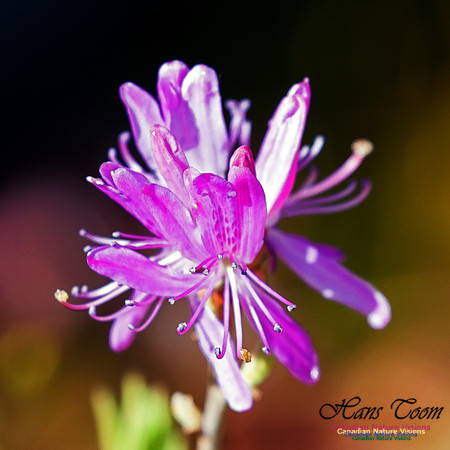 Rhodora 1