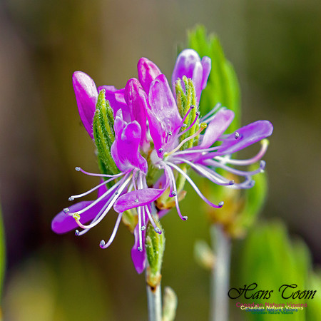 Rhodora 2