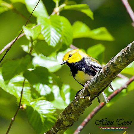 Black-throated Green Warbler 2