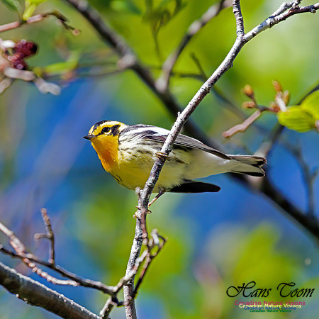 Blackburnian Warbler 1