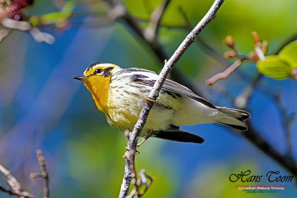 Blackburnian Warbler 2