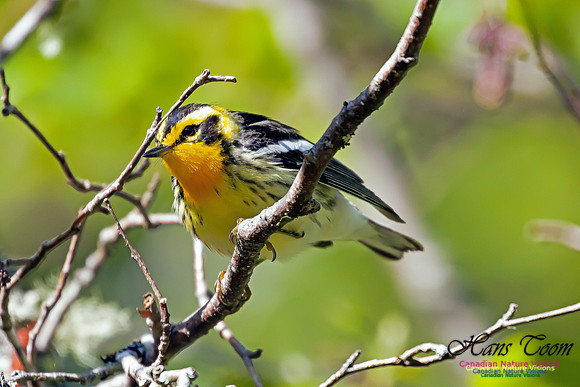 Blackburnian Warbler 3