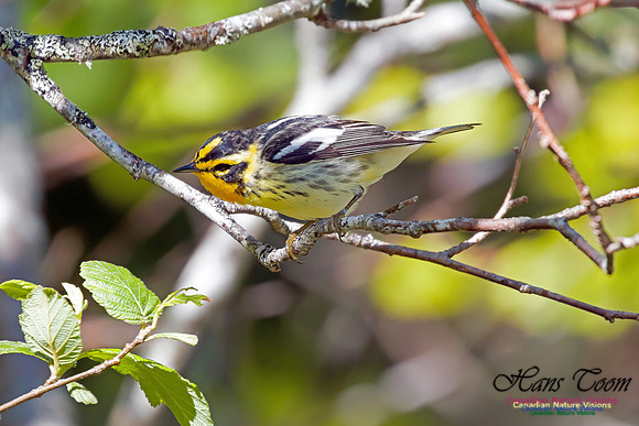 Blackburnian Warbler 4