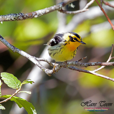 Blackburnian Warbler 5