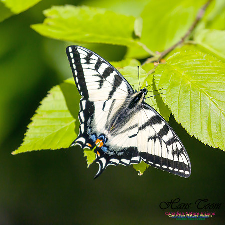 Canadian Tiger Swallowtail 1