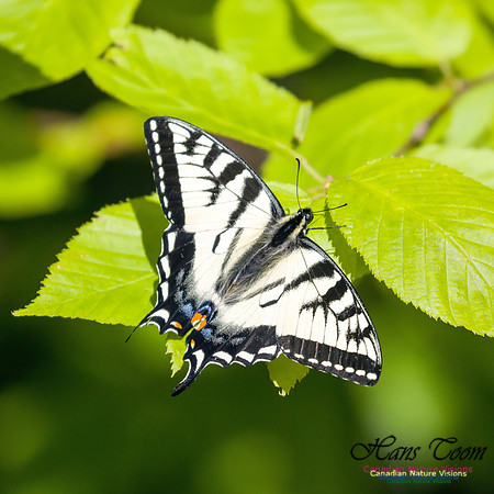 Canadian Tiger Swallowtail 2