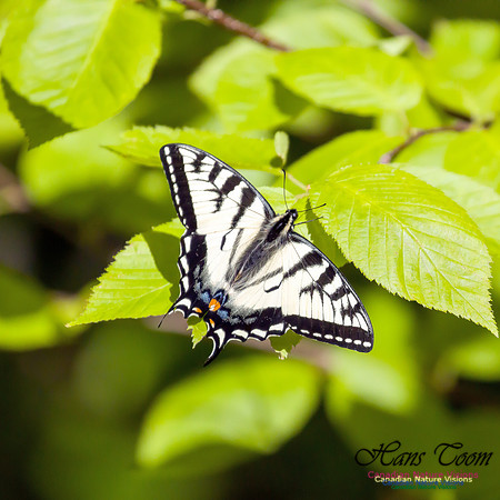 Canadian Tiger Swallowtail 3