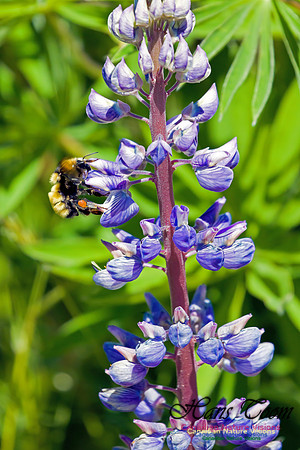 Luppin and Bee 1