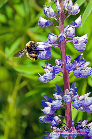 Luppin and Bee 2