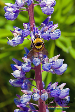 Luppin and Bee 3