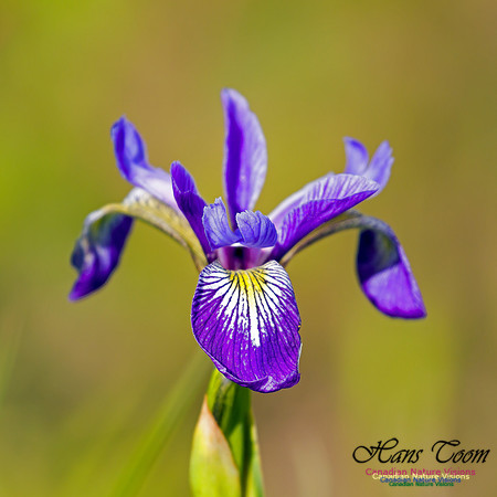 Blue Flag Iris 1