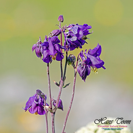 Columbine 1