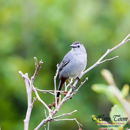Grey Catbird 3