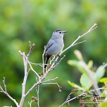Grey Catbird 4.