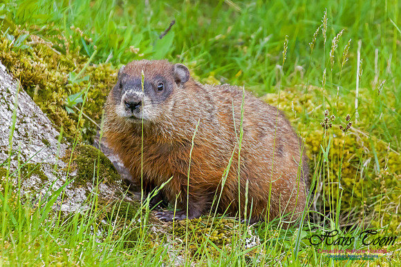 Ground Hog 2