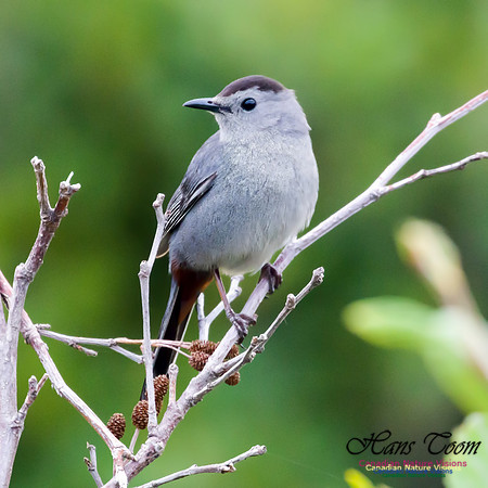 Grey Catbird 1
