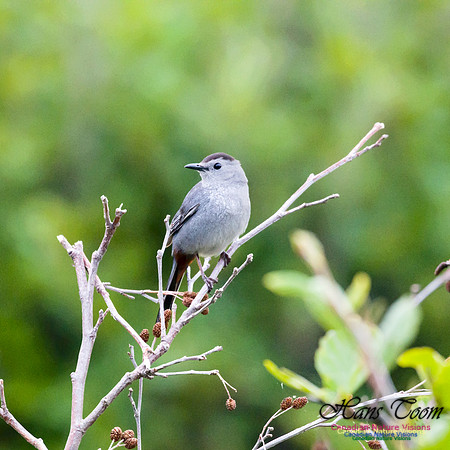 Grey Catbird 2