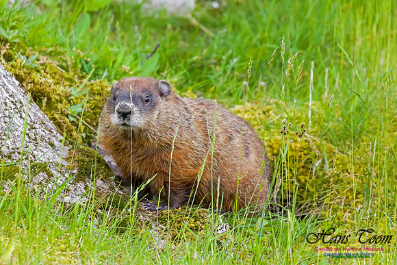 Ground Hog 1