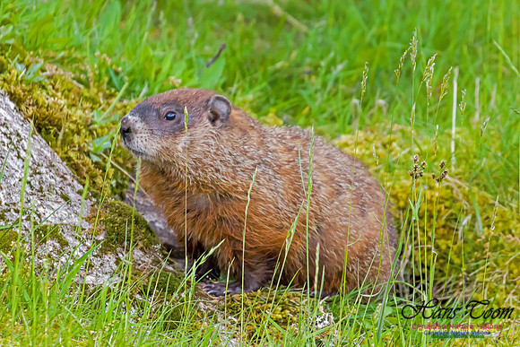 Ground Hog 3