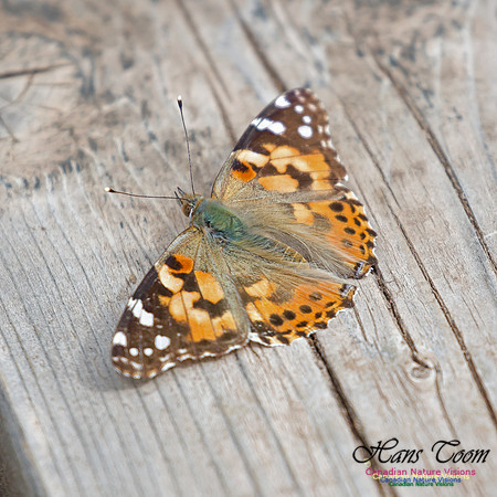 Painted Lady 1